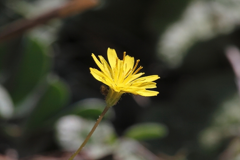 Piccola asteracea:  Crepis sancta