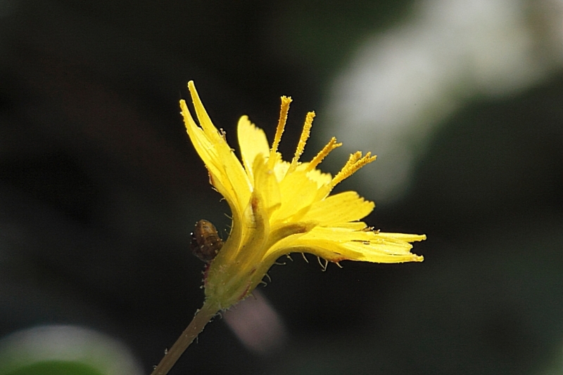 Piccola asteracea:  Crepis sancta