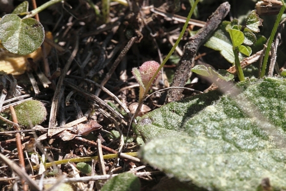 Piccola asteracea:  Crepis sancta