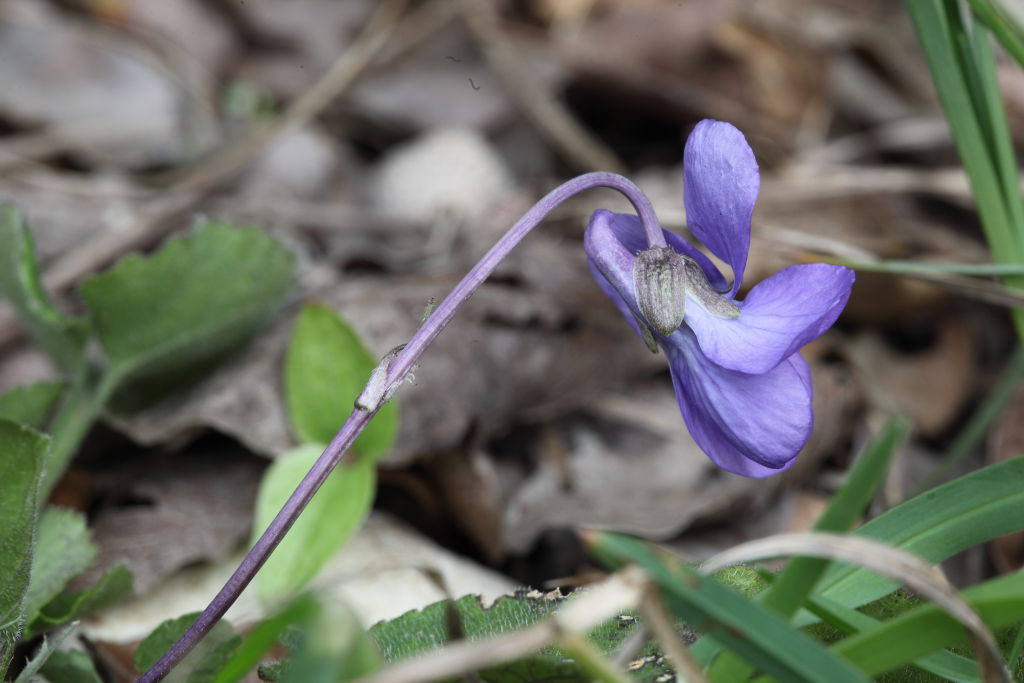 Viola alba subsp. dehnhardtii / Viola di Dehnhardt
