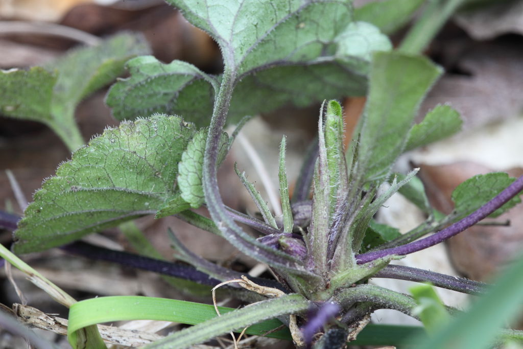 Viola alba subsp. dehnhardtii / Viola di Dehnhardt