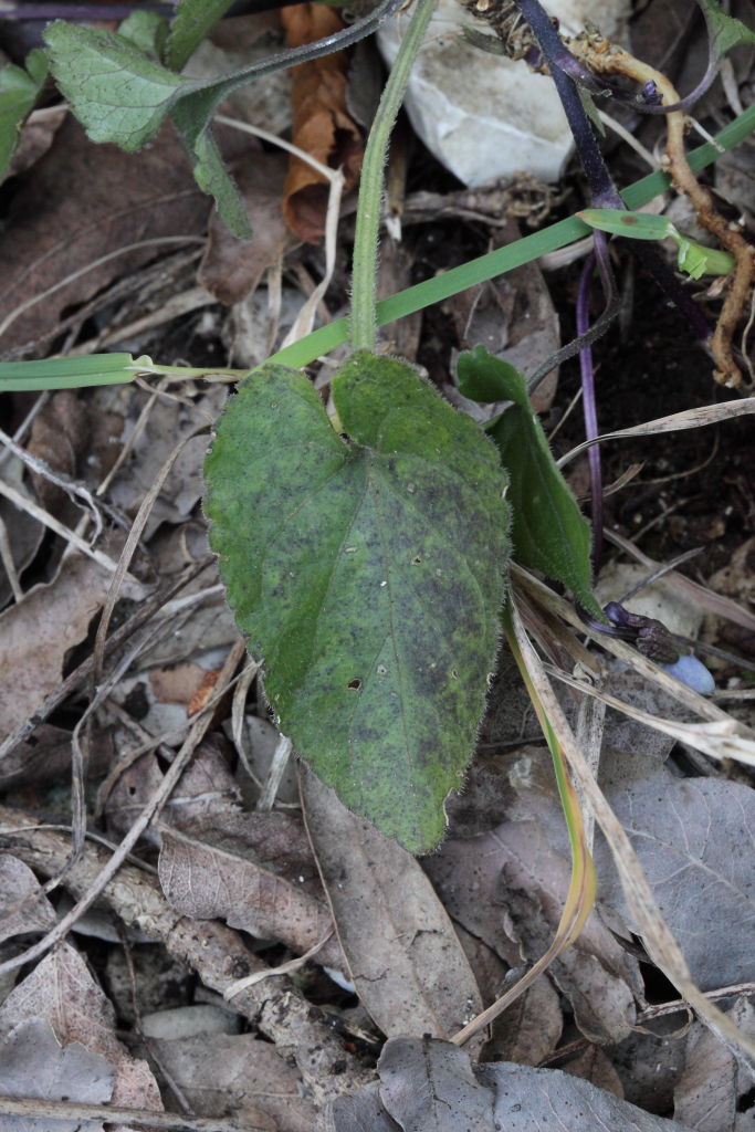 Viola alba subsp. dehnhardtii / Viola di Dehnhardt