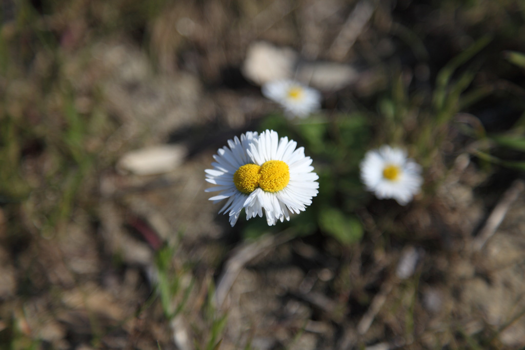 Fasciazione su Bellis sp.