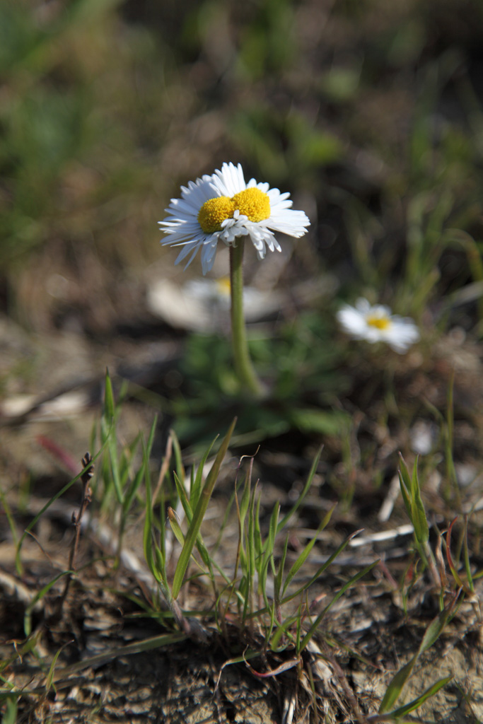Fasciazione su Bellis sp.