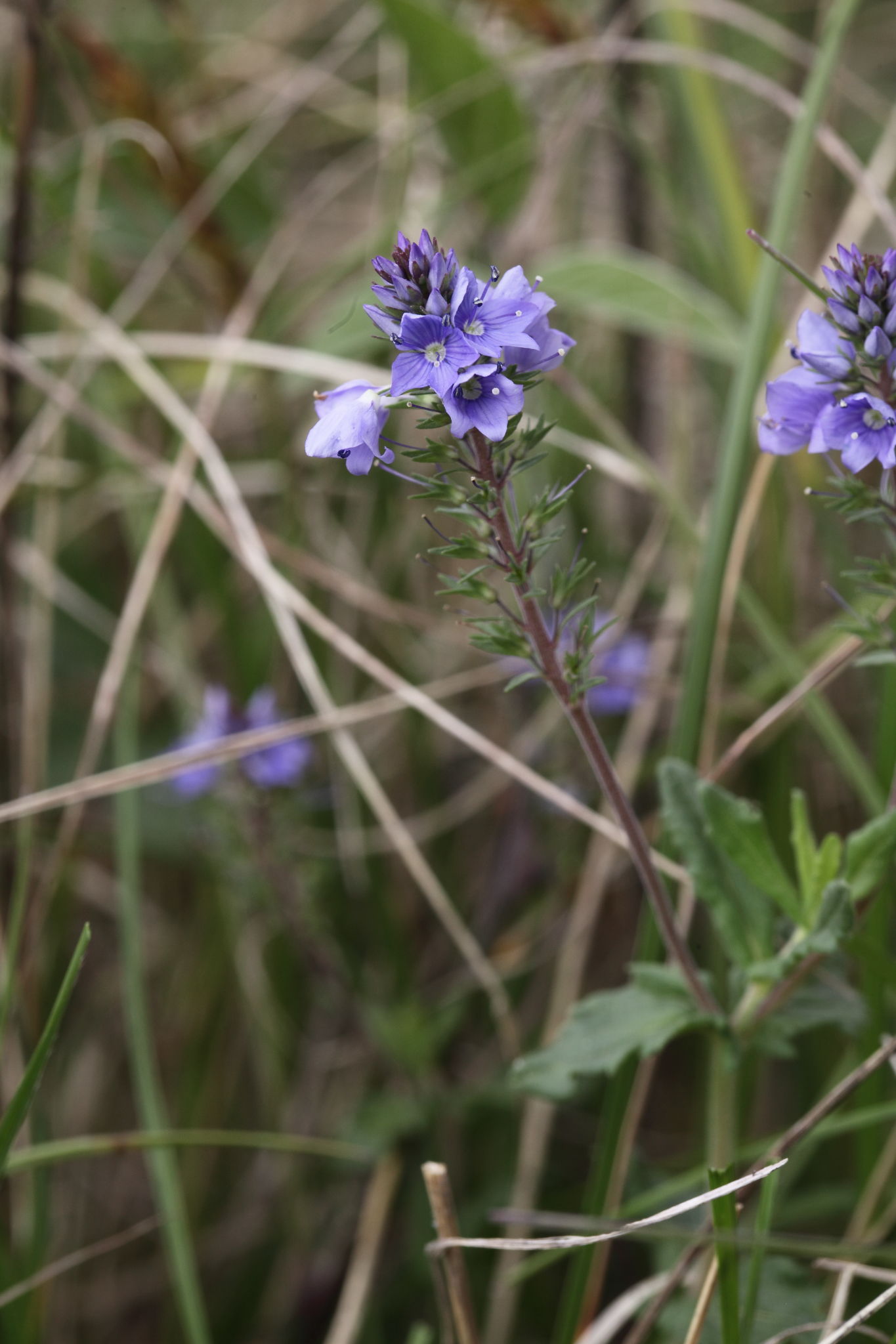 Veronica prostrata ?