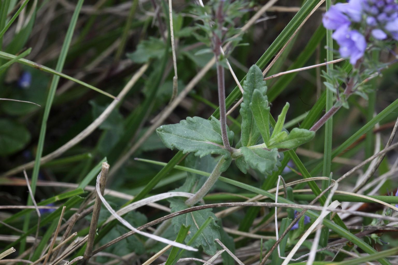 Veronica prostrata ?