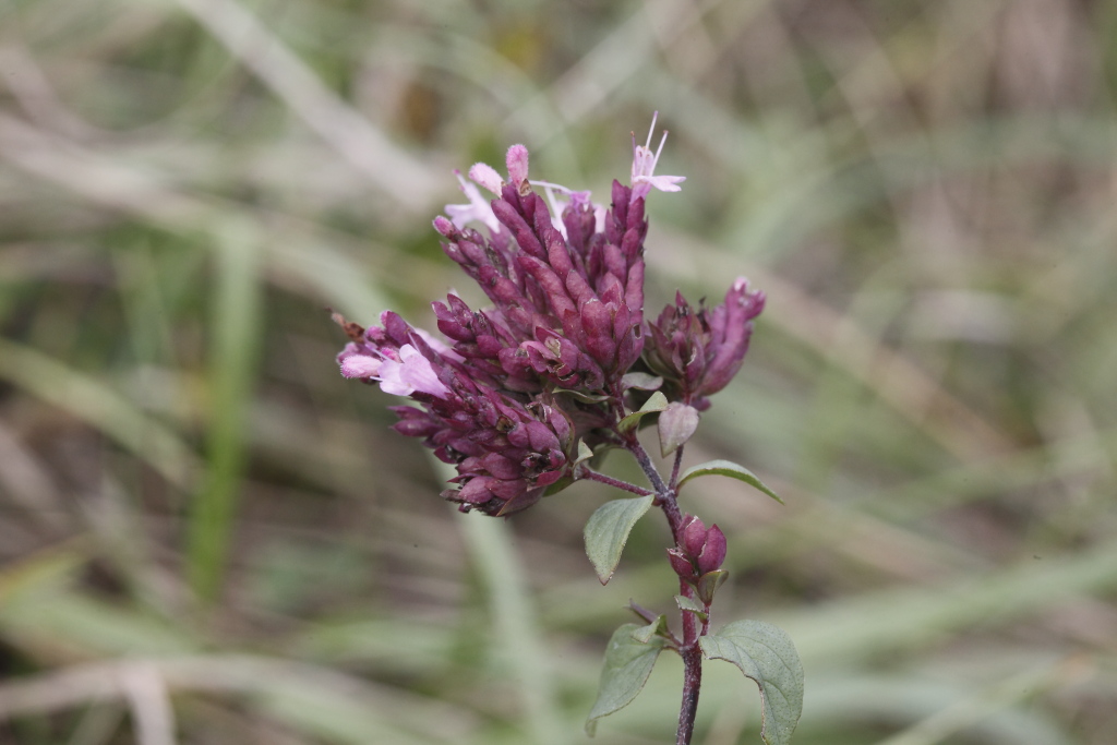 Origanum vulgare subsp. prismaticum