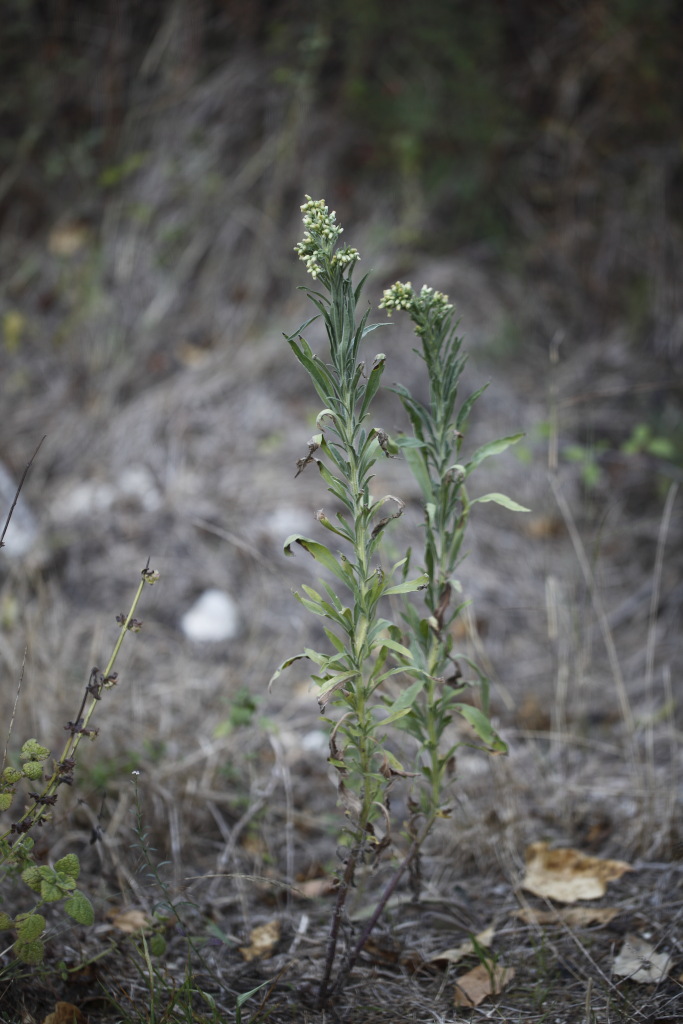 Erigeron sumatrensis / Saeppola di Naudin