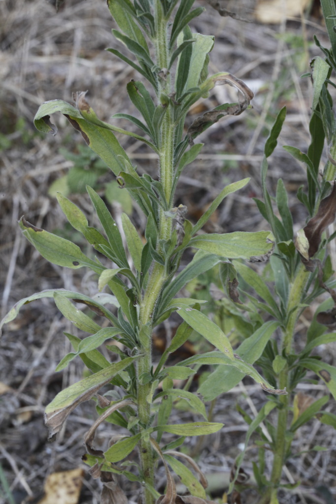 Erigeron sumatrensis / Saeppola di Naudin