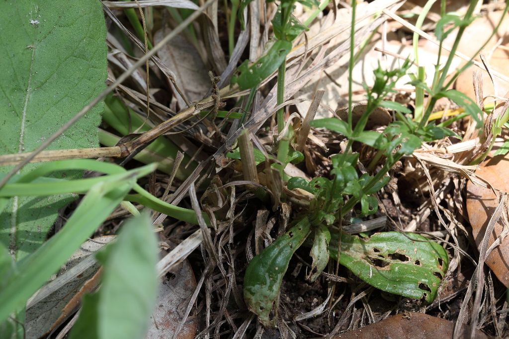 Centaurium erythraea