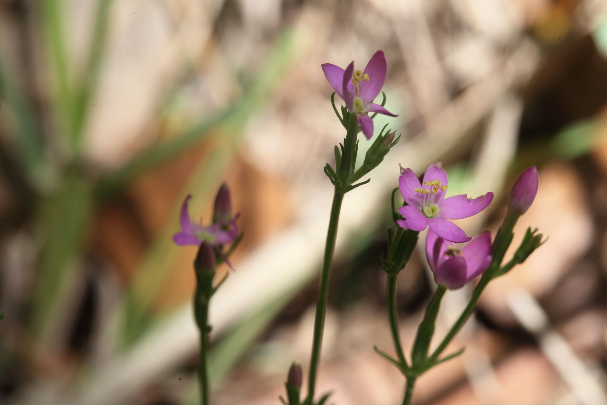 Centaurium erythraea