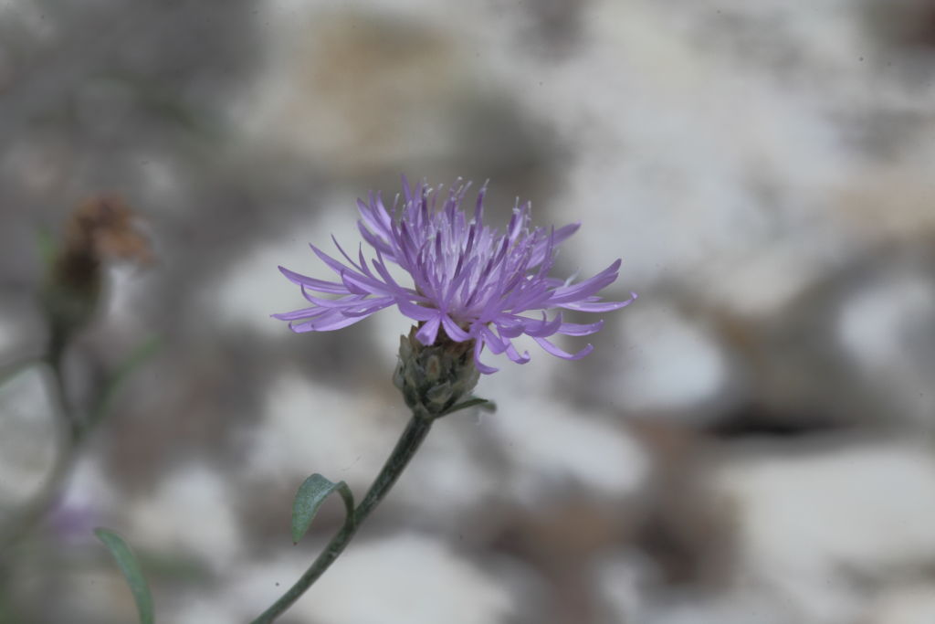 Centaurea jacea subsp. gaudinii