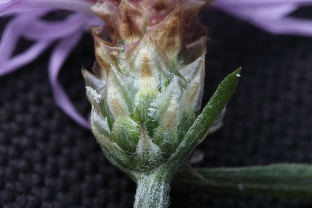 Centaurea jacea subsp. gaudinii
