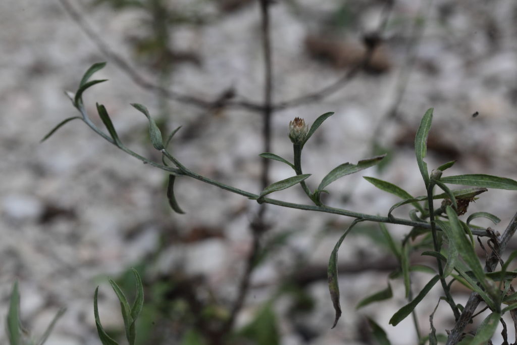 Centaurea jacea subsp. gaudinii