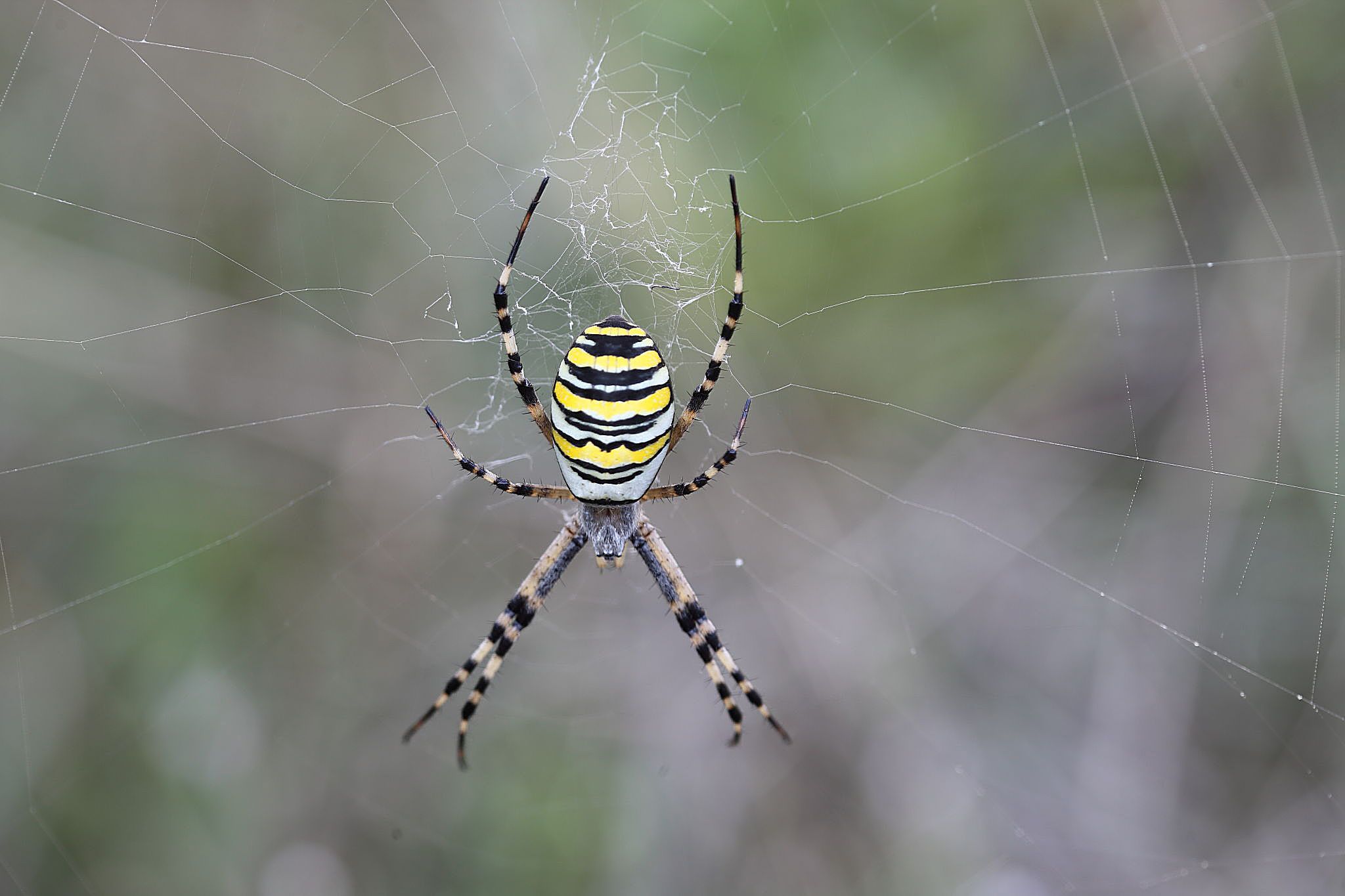 Argiope bruennichi - Monte Conero (AN)