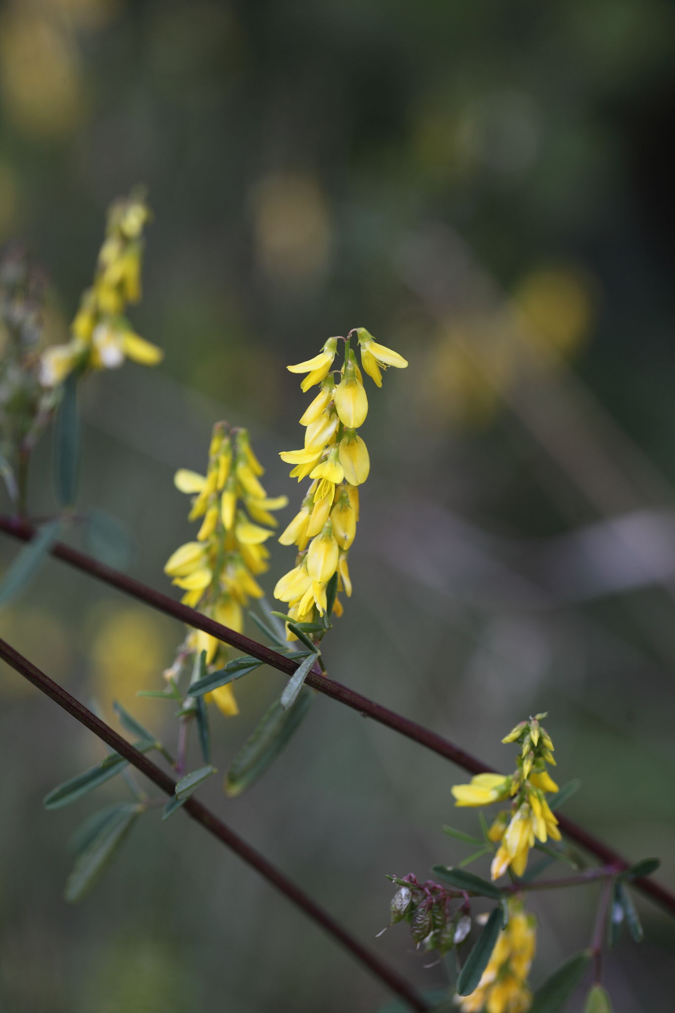 Trigonella altissima (=Melilotus altissimus) / Meliloto altissimo