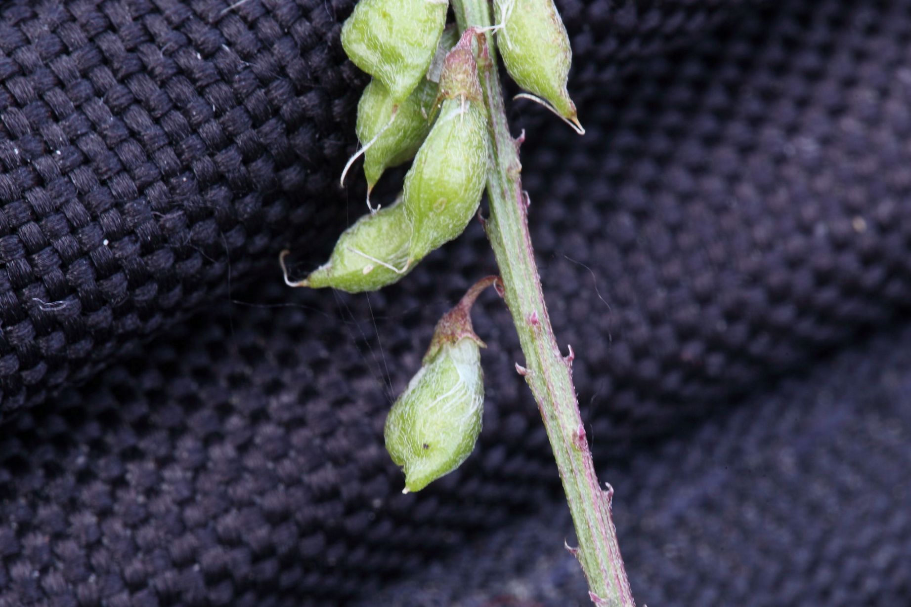 Trigonella altissima (=Melilotus altissimus) / Meliloto altissimo