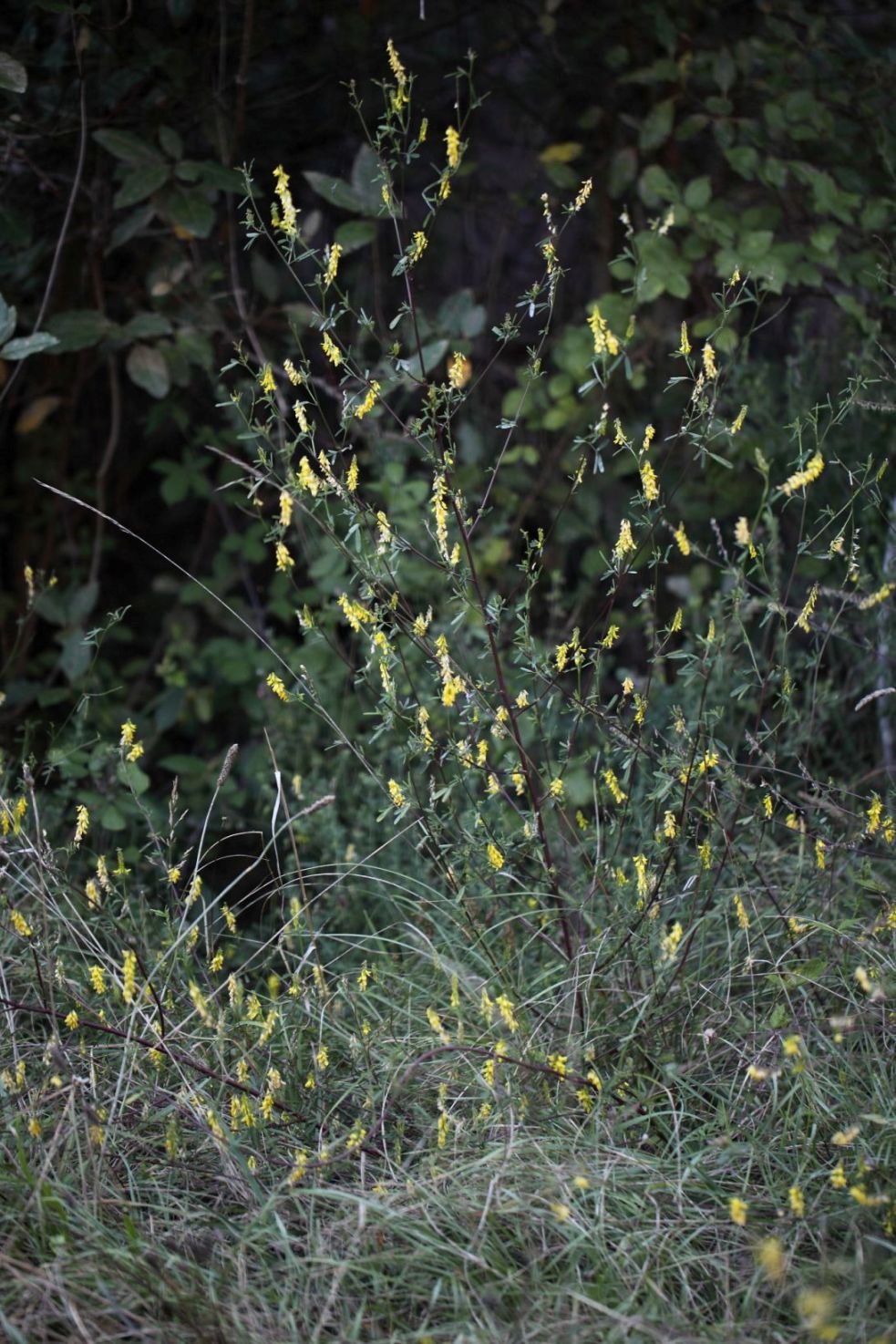 Trigonella altissima (=Melilotus altissimus) / Meliloto altissimo
