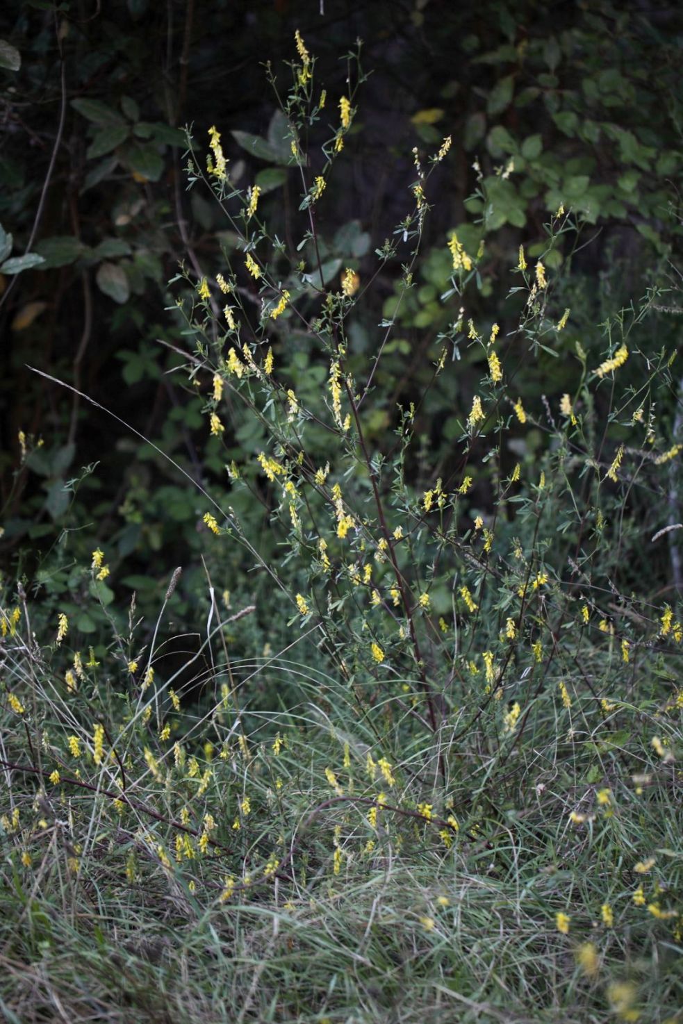 Trigonella altissima (=Melilotus altissimus) / Meliloto altissimo