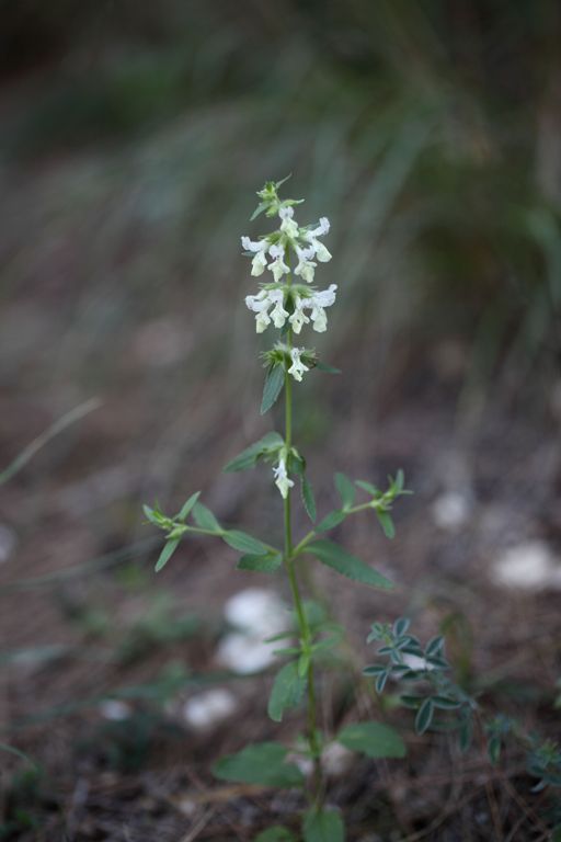 Stachys annua / Stregona annuale