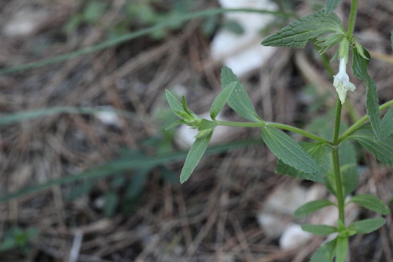 Stachys annua / Stregona annuale
