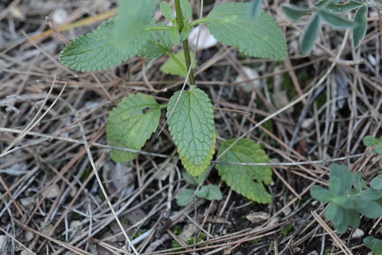 Stachys annua / Stregona annuale