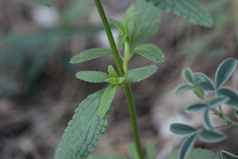 Stachys annua / Stregona annuale