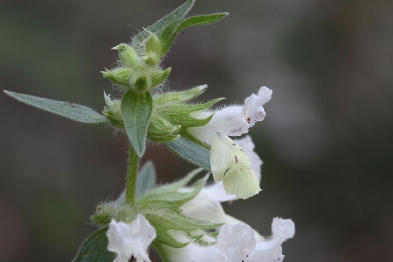 Stachys annua / Stregona annuale