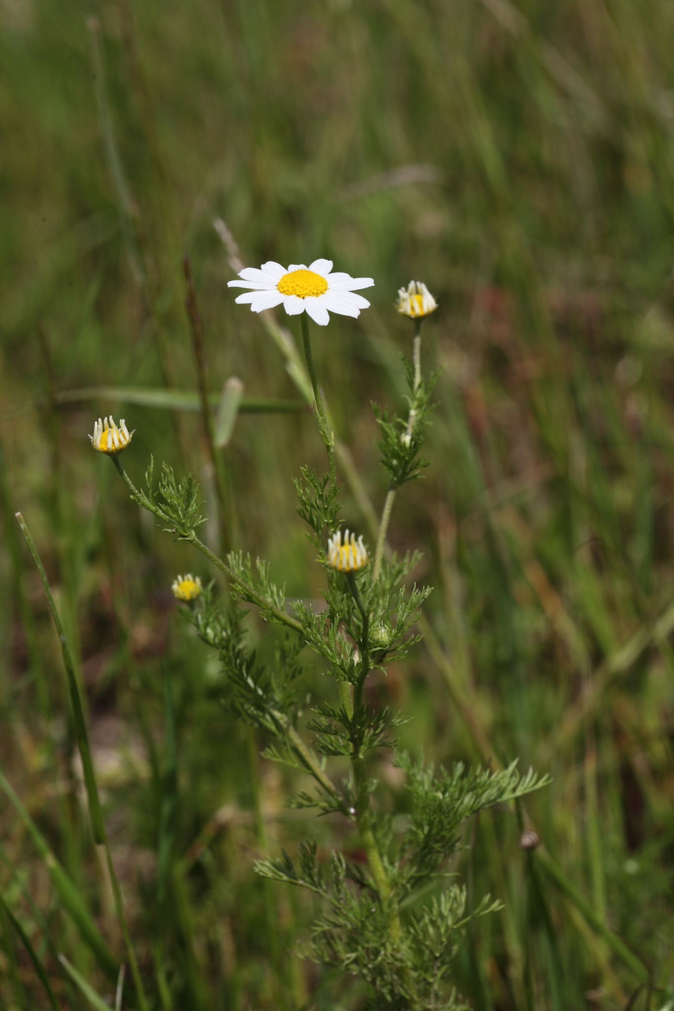 Anthemis arvensis / Camomilla falsa