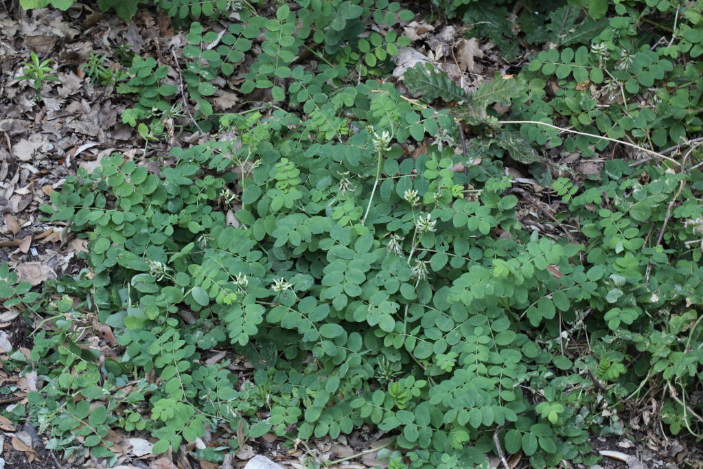 Astragalus glycyphyllos