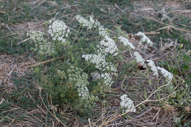 Ammi majus / Visnaga maggiore