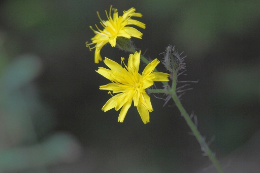 Asteracea dimenticata:  cfr. Pilosella piloselloides