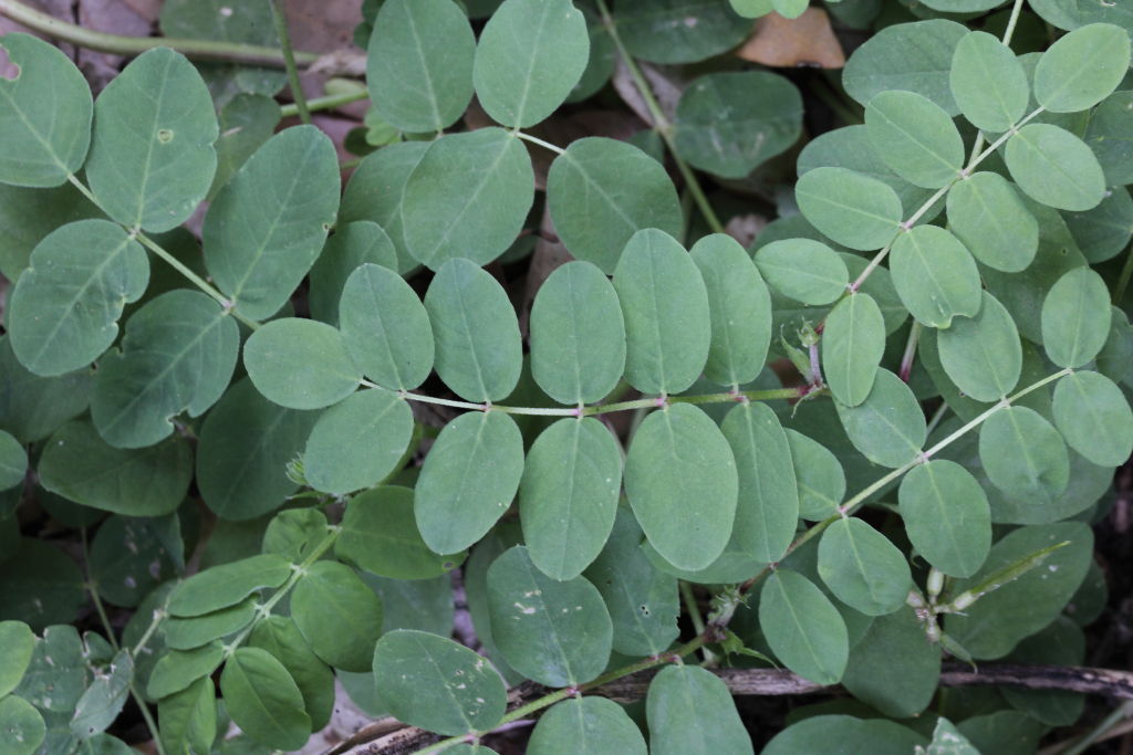 Astragalus glycyphyllos