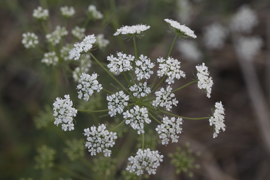 Ammi majus / Visnaga maggiore