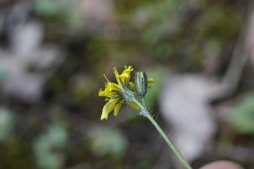 Asteracea dimenticata:  cfr. Pilosella piloselloides