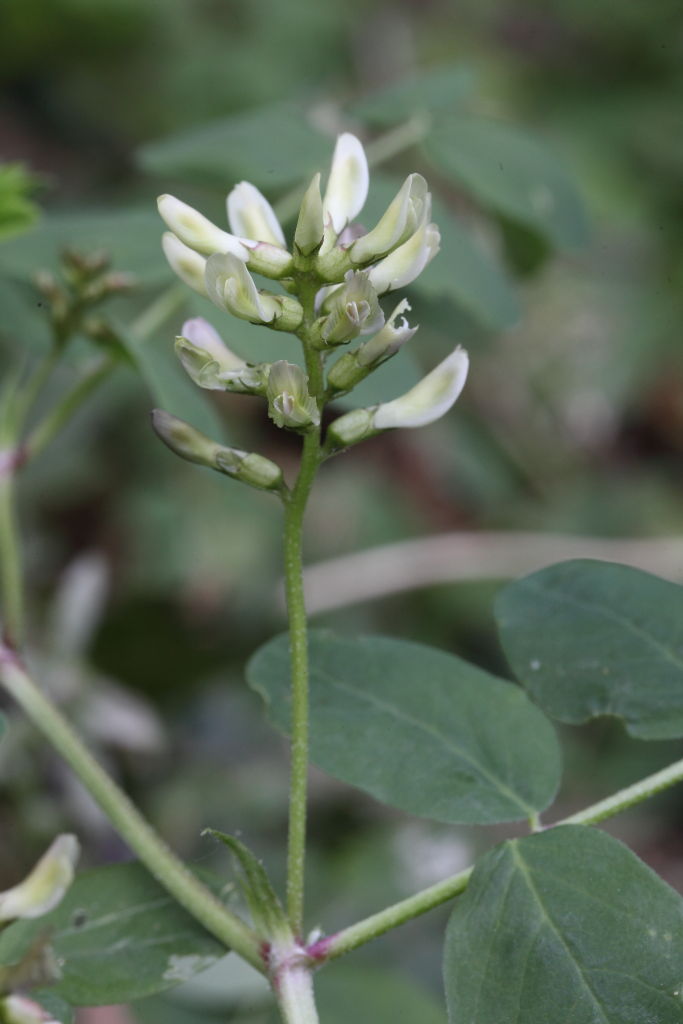 Astragalus glycyphyllos