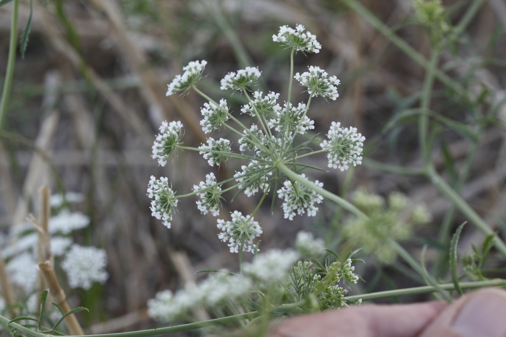 Ammi majus / Visnaga maggiore