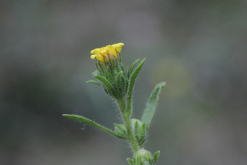 Dittrichia graveolens / Enula cespita