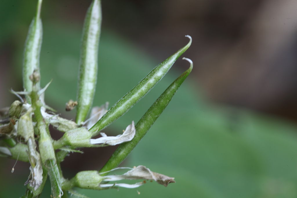 Astragalus glycyphyllos