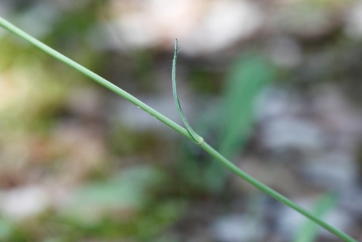 Asteracea dimenticata:  cfr. Pilosella piloselloides