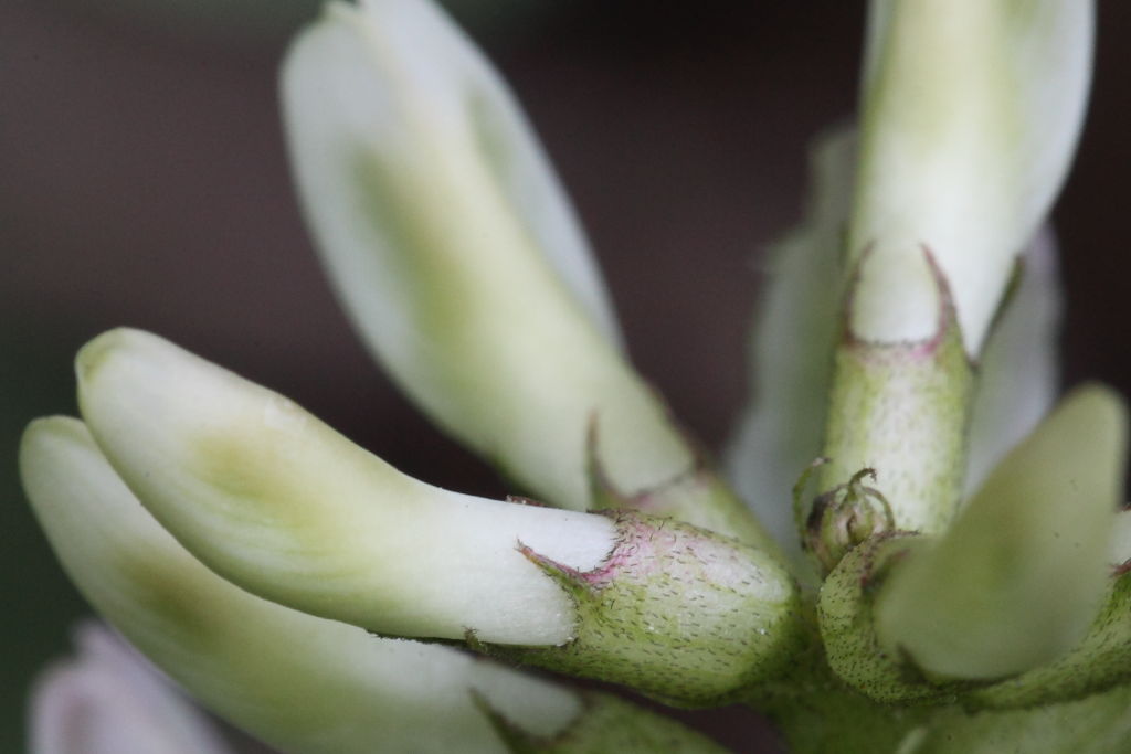 Astragalus glycyphyllos