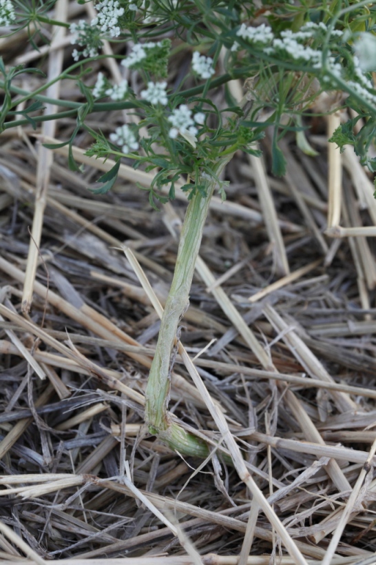 Ammi majus / Visnaga maggiore