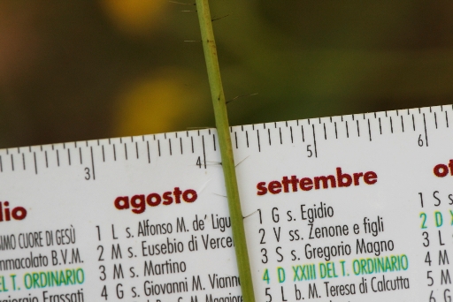 Asteracea dimenticata:  cfr. Pilosella piloselloides