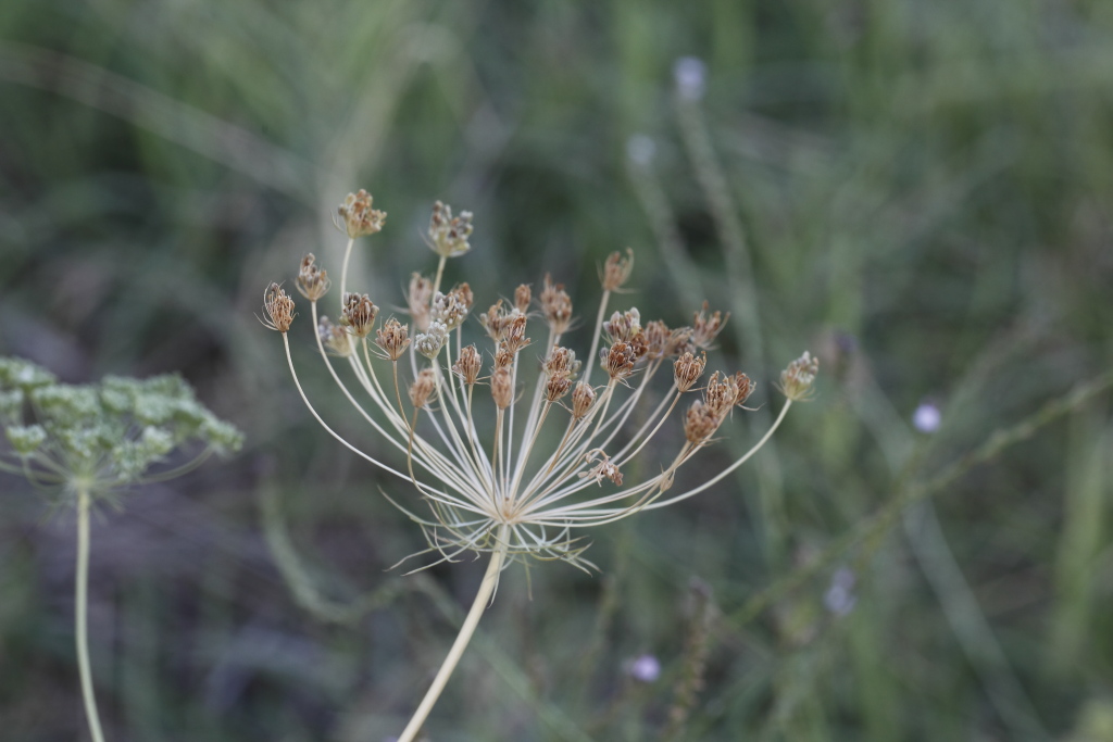 Ammi majus / Visnaga maggiore