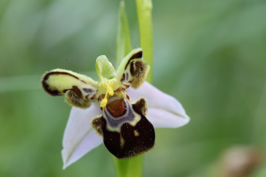 O. apifera esuberante