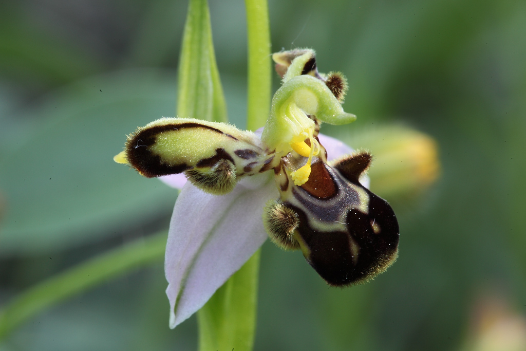 O. apifera esuberante