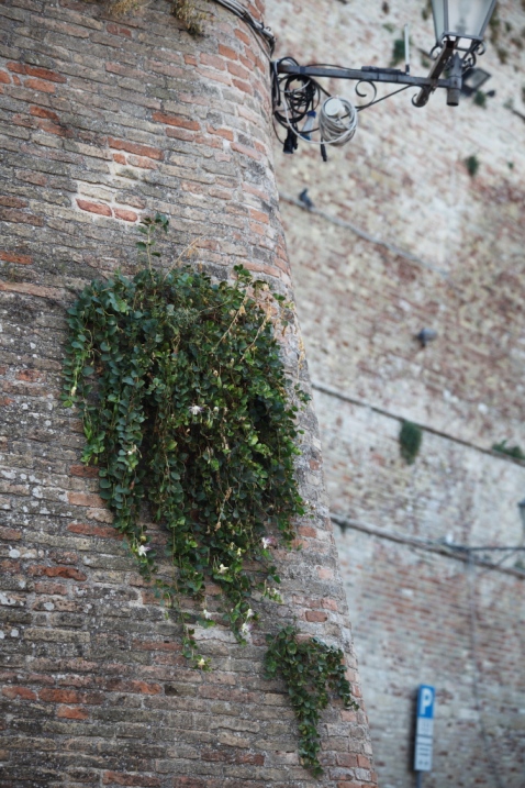 Sulle mura di una rocca ...Capparis spinosa