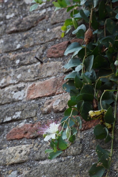 Sulle mura di una rocca ...Capparis spinosa