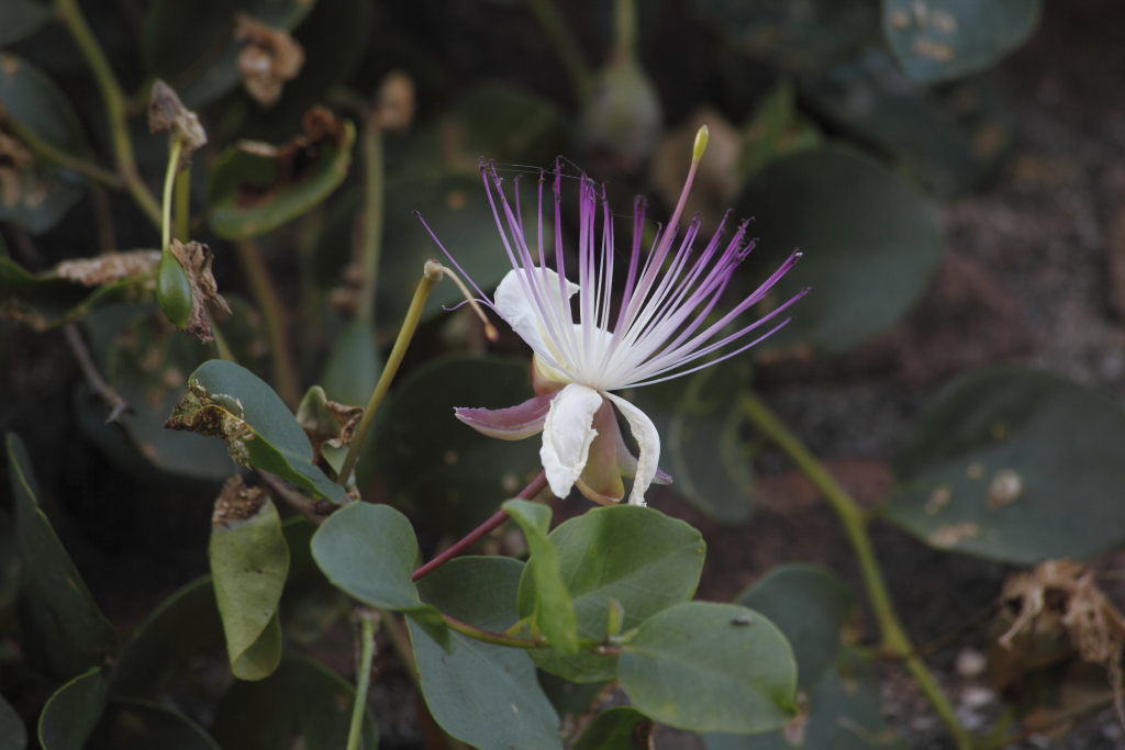 Sulle mura di una rocca ...Capparis spinosa
