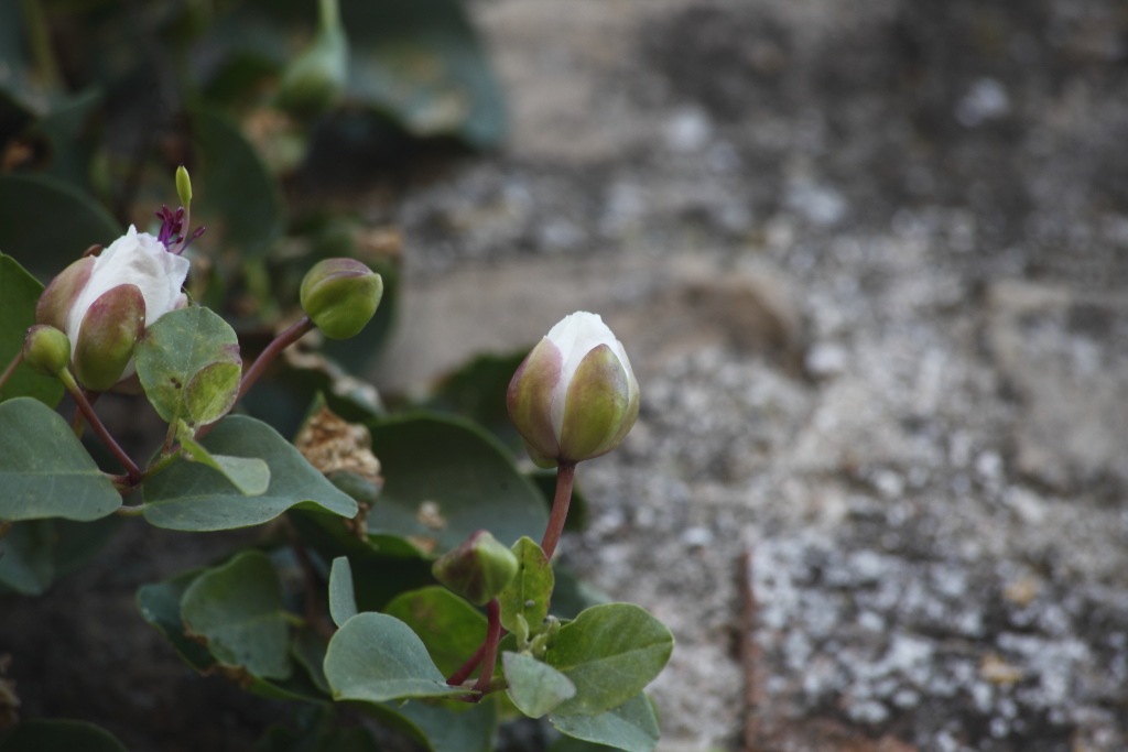 Sulle mura di una rocca ...Capparis spinosa